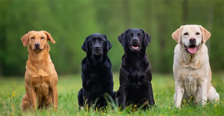 Är labradorer allergivänliga?