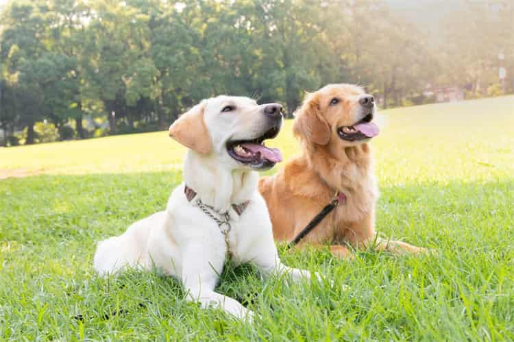 Hvor kommer labradoren fra? Labrador retrieverens historie