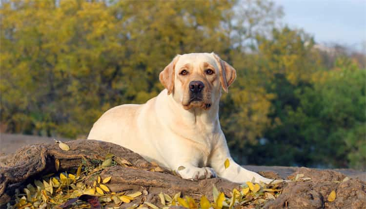 Wie viel kostet ein Labrador?