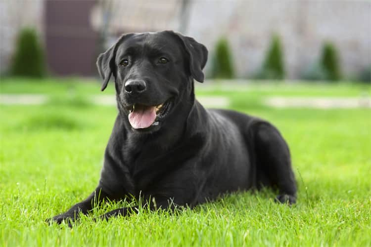 Skäller labradorer mycket? Hur man löser problem med skällande