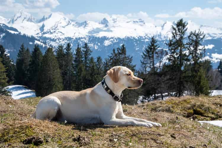 Os cães da raça Labrador Retrievers fazem xixi