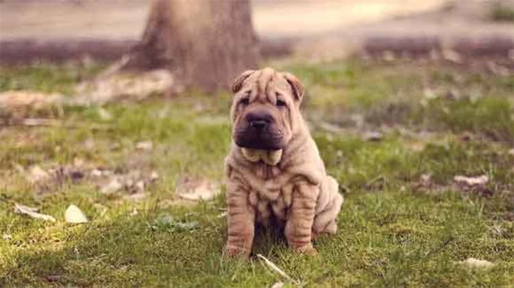 Kinesisk Shar-Pei: Lojala följeslagare med en skrynklig charm