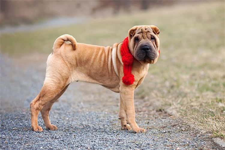 ¿Shar Peis Shed?