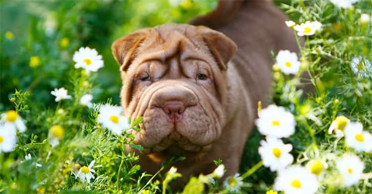 Sind Shar Peis hypoallergen?