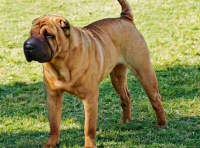 Hvor mye Shar Pei hunder koster; Shar Pei prisguide