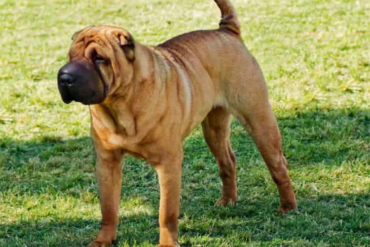 Hur mycket kostar Shar Pei-hundar; Shar Pei prisguide