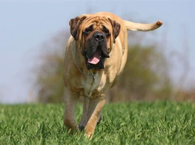 Top 10 Grootste Honden ter Wereld