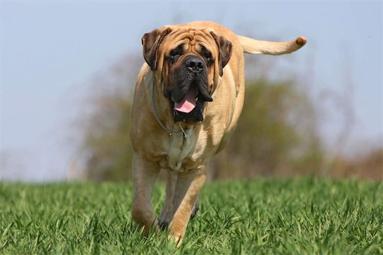 Top 10 Biggest Dogs in the World