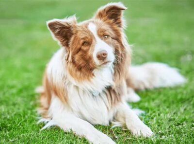 Top 10 Most Intelligent Dog Breeds