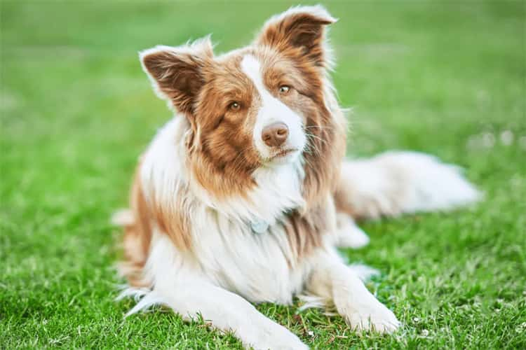 Top 10 Most Intelligent Dog Breeds