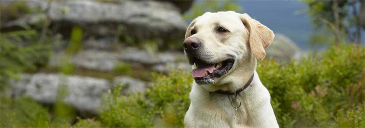 Labrador Levetid: Hvor lenge lever labrador retrievere