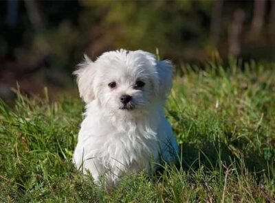 Las 16 razas de perro más pequeñas del mundo