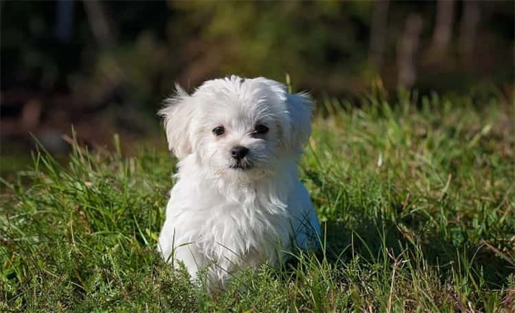 Le 16 razze di cani più piccole del mondo