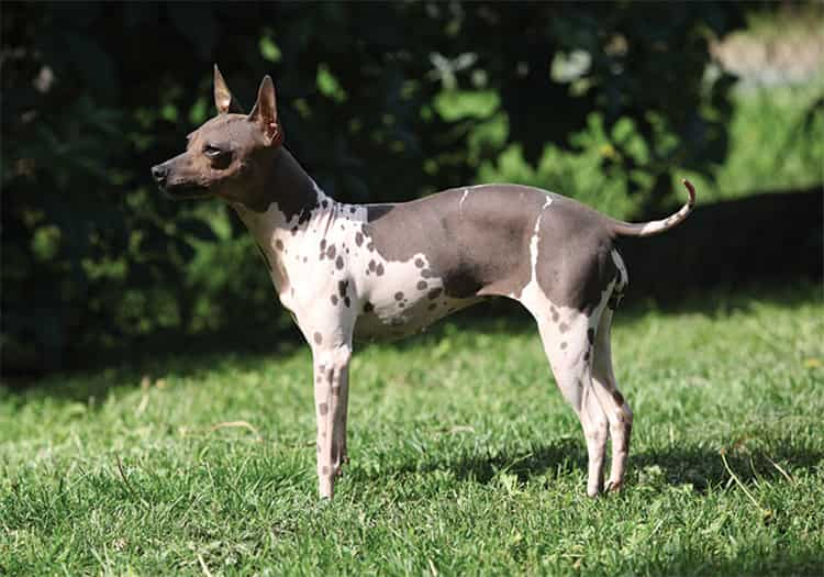 Top 10 Hypoallergenic Dog Breeds