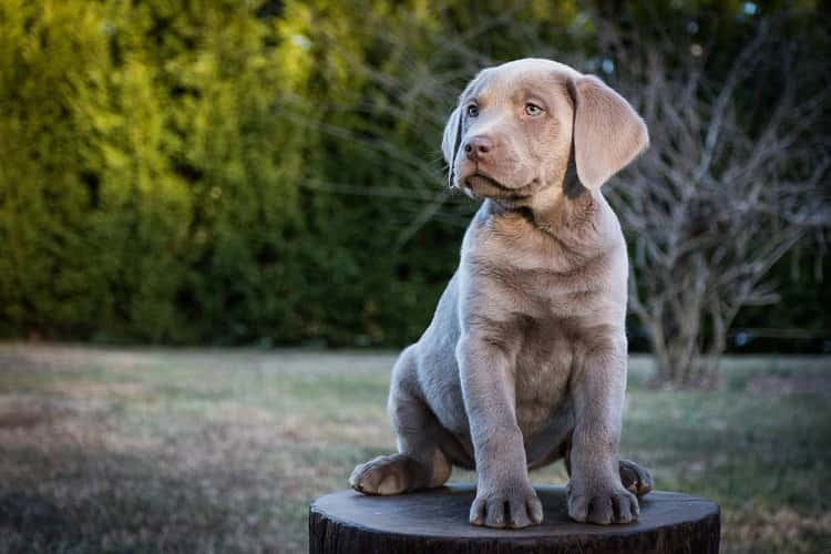 Vad är Silver Labs