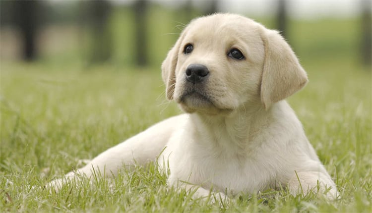 Os labradores são agressivos?