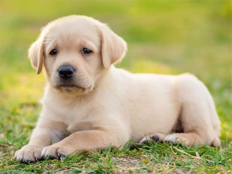 10 motivi per cui i labrador sono i cani peggiori