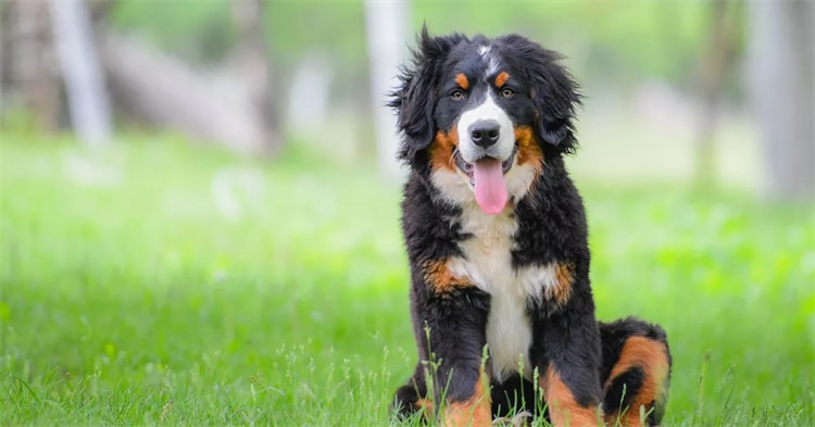 Las 21 razas de perros más silenciosas: Su mejor amigo